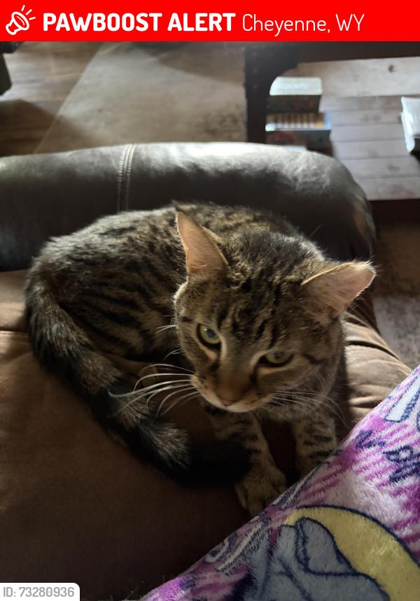 Lost Male Cat last seen Corner of Evers Blvd and Oakhurst Drive, Cheyenne, WY 82009