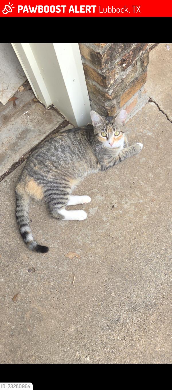 Lost Male Cat last seen 69thst between ave W and Ave U, Lubbock, TX 79412