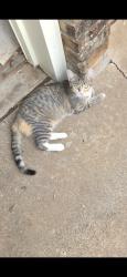 Lost Male Cat last seen 69thst between ave W and Ave U, Lubbock, TX 79412