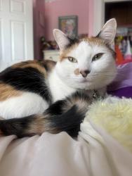 Reunited Female Cat last seen Hayward street, Manchester, NH 03103