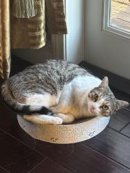 Reunited Female Cat last seen University Hills, Irvine, CA 92617