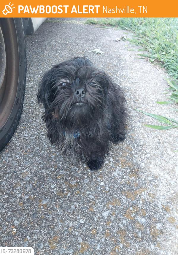 Found/Stray Unknown Dog last seen Old Hickory Road and Lebanon Pike, Nashville, TN 37076