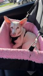 Found/Stray Female Dog last seen Found on W Branch Crossing Dr., near Lake Woodlands Dr., The Woodlands, TX., The Woodlands, TX 77385