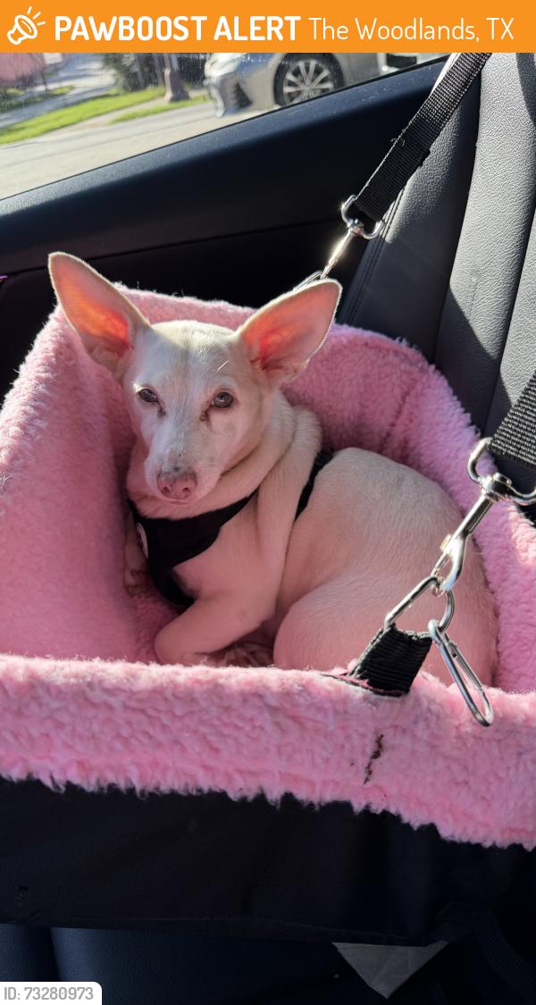 Found/Stray Female Dog last seen Found on W Branch Crossing Dr., near Lake Woodlands Dr., The Woodlands, TX., The Woodlands, TX 77385