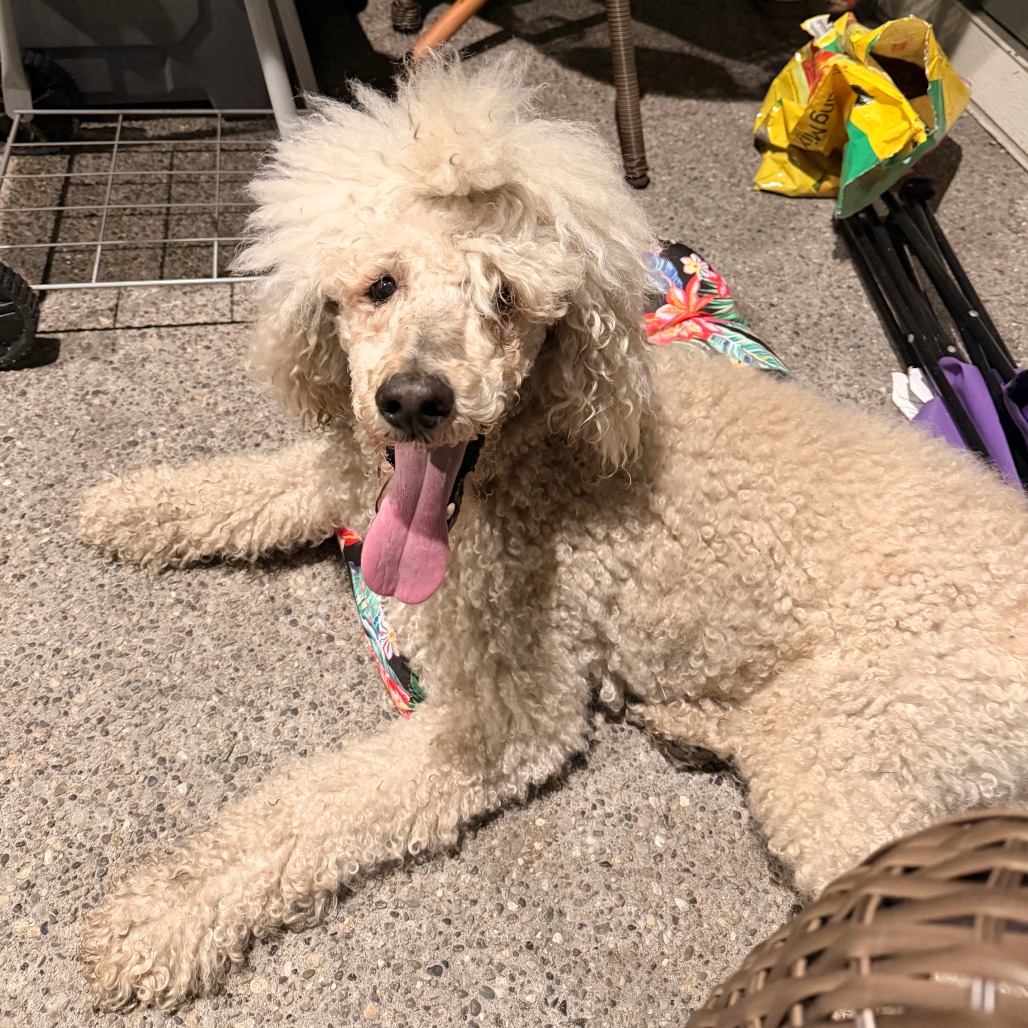 Shelter Stray Unknown Dog last seen , 2608 Center St, Tacoma, WA 98409, USA