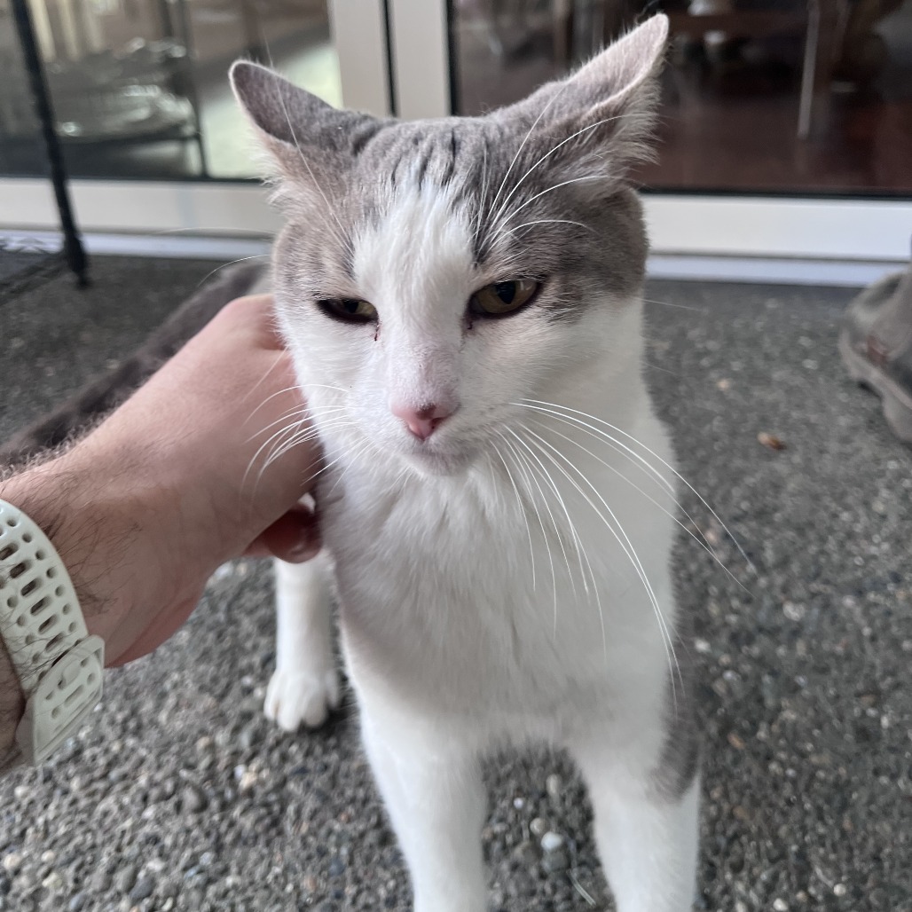 Shelter Stray Unknown Cat last seen , 2608 Center St, Tacoma, WA 98409, USA