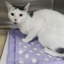 Shelter Stray Male Cat last seen , 3040 FL-590, Clearwater, FL 33759, USA