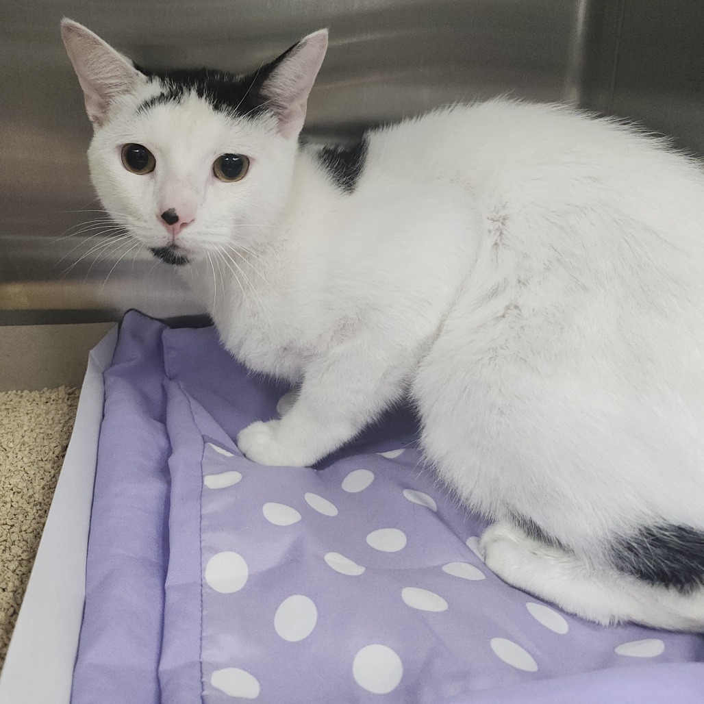 Shelter Stray Male Cat last seen , 3040 FL-590, Clearwater, FL 33759, USA