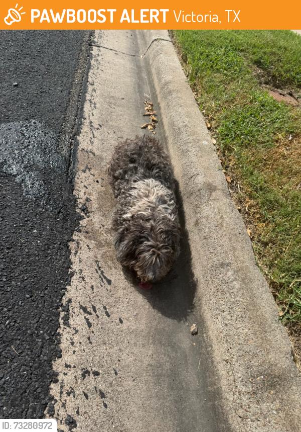 Found/Stray Male Dog last seen Taos, Victoria, TX 77904