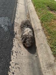 Found/Stray Male Dog last seen Taos, Victoria, TX 77904