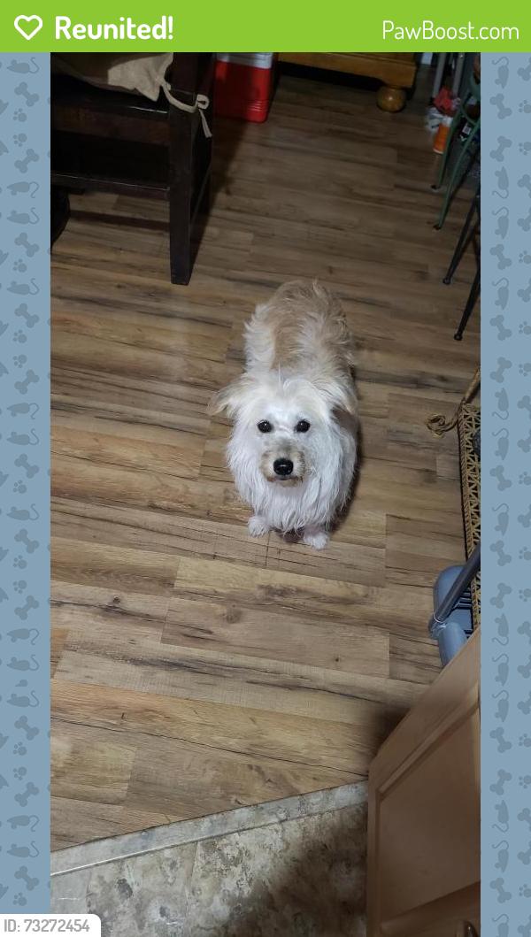 Reunited Female Dog last seen Vista Verde, Palmdale, CA 93551