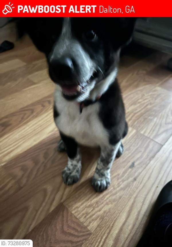 Lost Female Dog last seen The Mill, Dalton, GA 30720