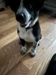 Lost Female Dog last seen The Mill, Dalton, GA 30720