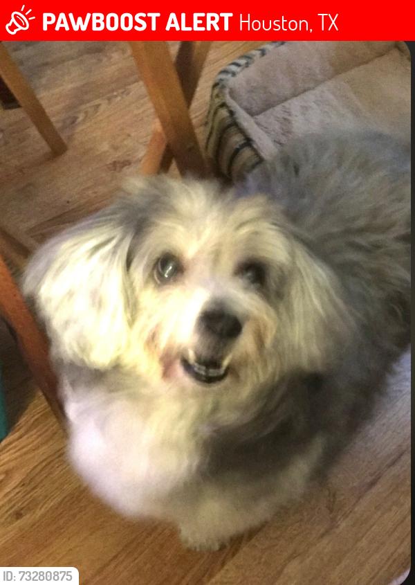 Lost Female Dog last seen On Westcreek Lane 77027 across street from River Oaks Shopping Center which is at 4444 Westheimer, Houston, TX 77027