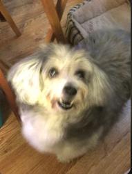 Lost Female Dog last seen On Westcreek Lane 77027 across street from River Oaks Shopping Center which is at 4444 Westheimer, Houston, TX 77027