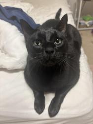 Lost Male Cat last seen School, Houston, TX 77070
