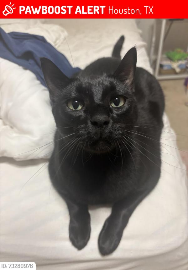 Lost Male Cat last seen School, Houston, TX 77070