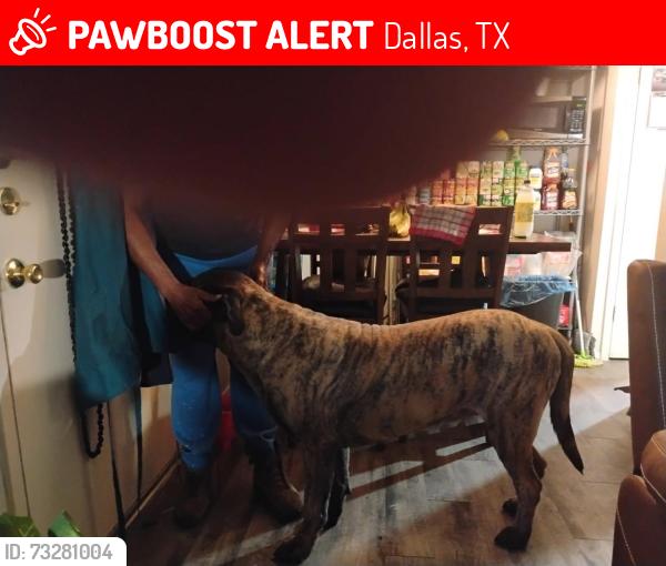 Lost Male Dog last seen Clarendon st, Dallas, TX 75224