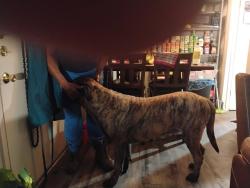 Lost Male Dog last seen Clarendon st, Dallas, TX 75224