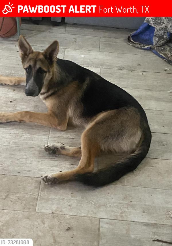 Lost Male Dog last seen Old Decatur rd, Fort Worth, TX 76179