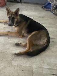 Lost Male Dog last seen Old Decatur rd, Fort Worth, TX 76179