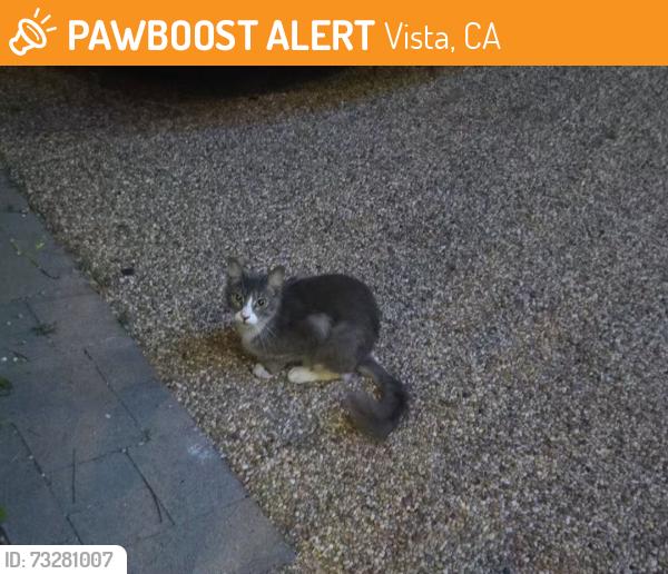 Found/Stray Female Cat last seen Judilyn Dr and Cielita Linda Dr, Vista, CA 92083