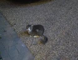 Found/Stray Female Cat last seen Judilyn Dr and Cielita Linda Dr, Vista, CA 92083
