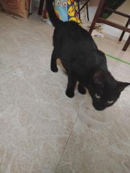 Found/Stray Female Cat last seen Mimosa Ln Silver spring MD, Colesville, MD 20904
