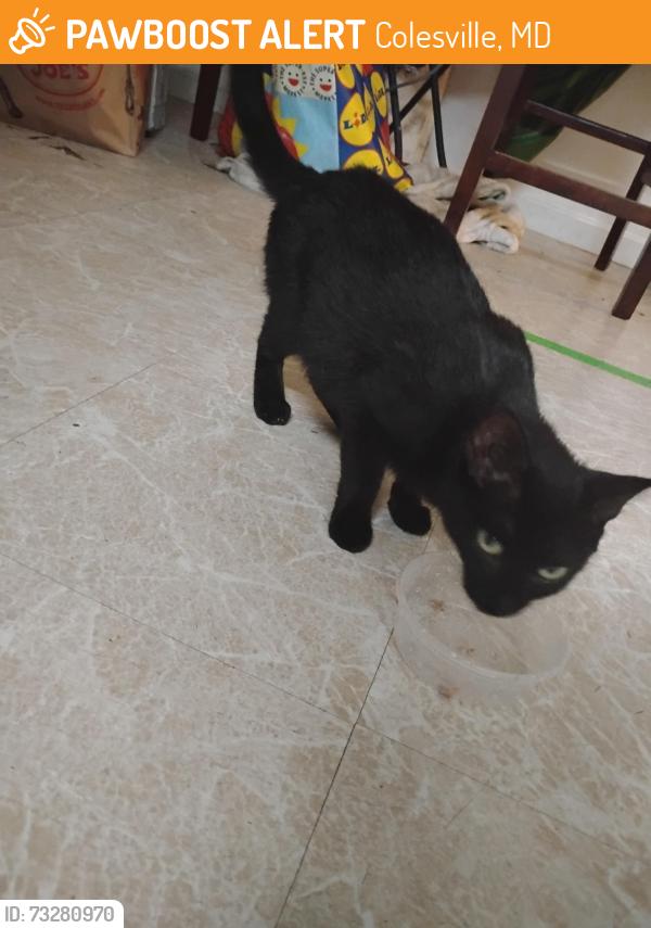 Found/Stray Female Cat last seen Mimosa Ln Silver spring MD, Colesville, MD 20904