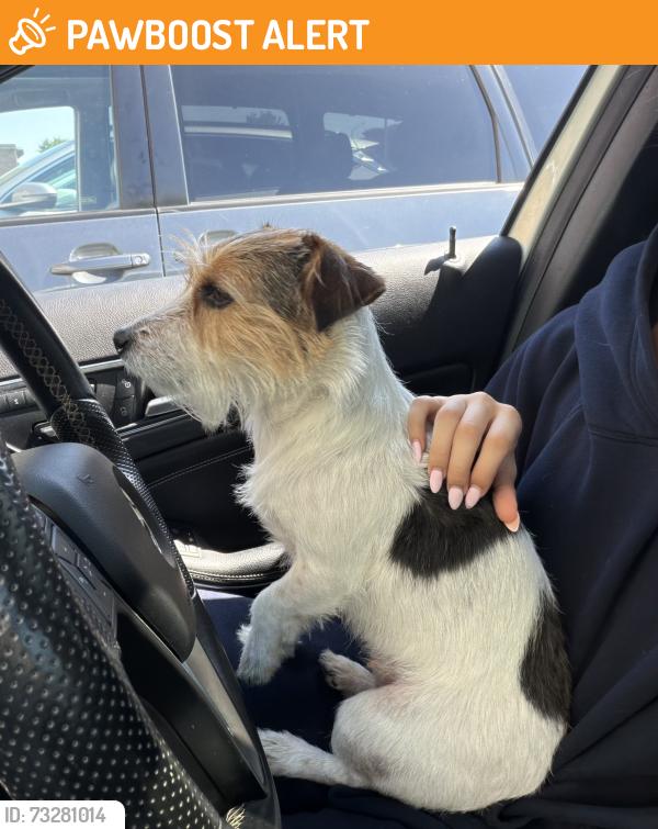 Found/Stray Unknown Dog last seen Southdown Rd & Lakeshore, Mississauga, ON L5J 2Y3