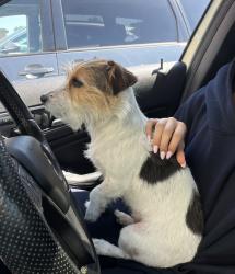 Found/Stray Unknown Dog last seen Southdown Rd & Lakeshore, Mississauga, ON L5J 2Y3