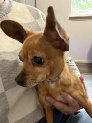 Found/Stray Male Dog last seen Steilacoom Rd, Olympia, WA 98513