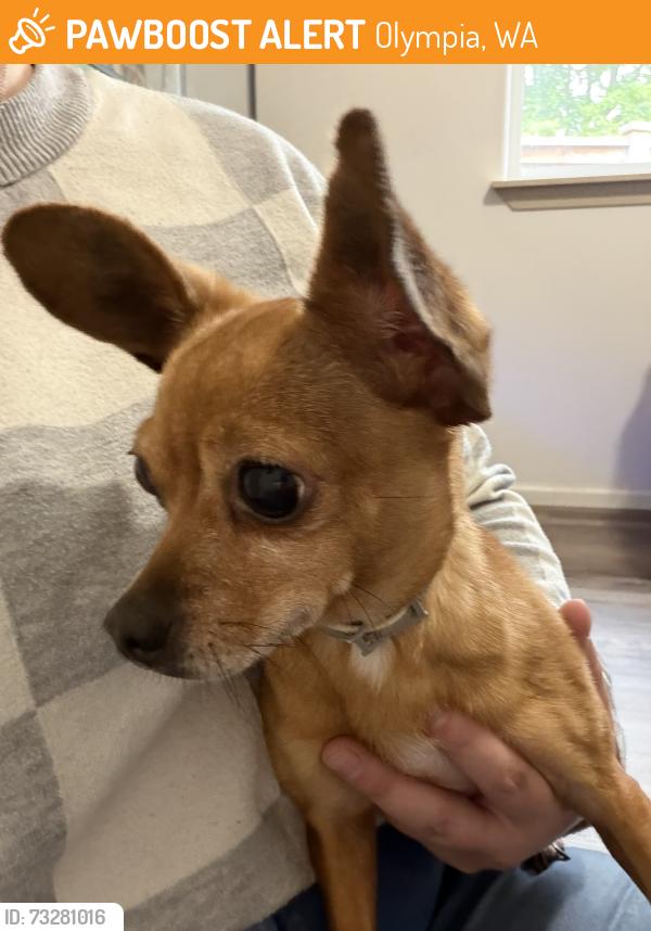 Found/Stray Male Dog last seen Steilacoom Rd, Olympia, WA 98513