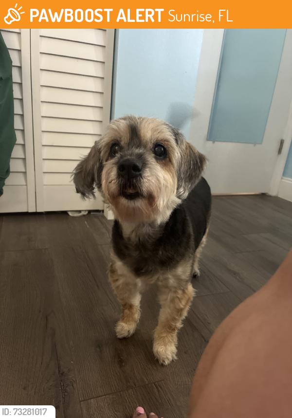 Found/Stray Female Dog last seen Found walking along the sidewalk in residential area, Sunrise, FL 33322