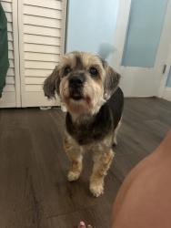Found/Stray Female Dog last seen Found walking along the sidewalk in residential area, Sunrise, FL 33322
