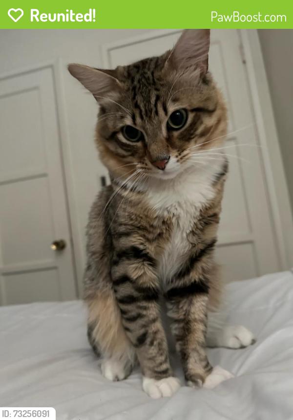 Reunited Male Cat last seen Brookgreen Rd., Downey, CA 90242