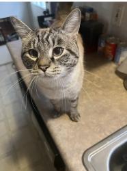 Lost Male Cat last seen Barbee Ln & colony village way, Knoxville, TN 37923