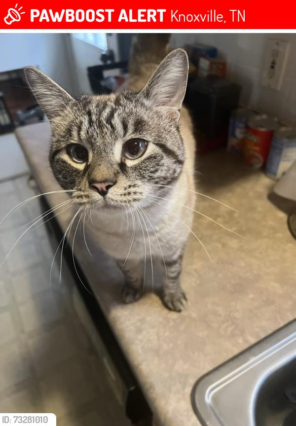 Lost Male Cat last seen Barbee Ln & colony village way, Knoxville, TN 37923