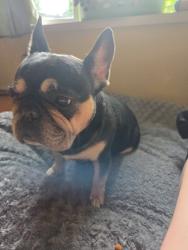 Found/Stray Female Dog last seen Oak hills neighborhood, Beaverton, OR 97006