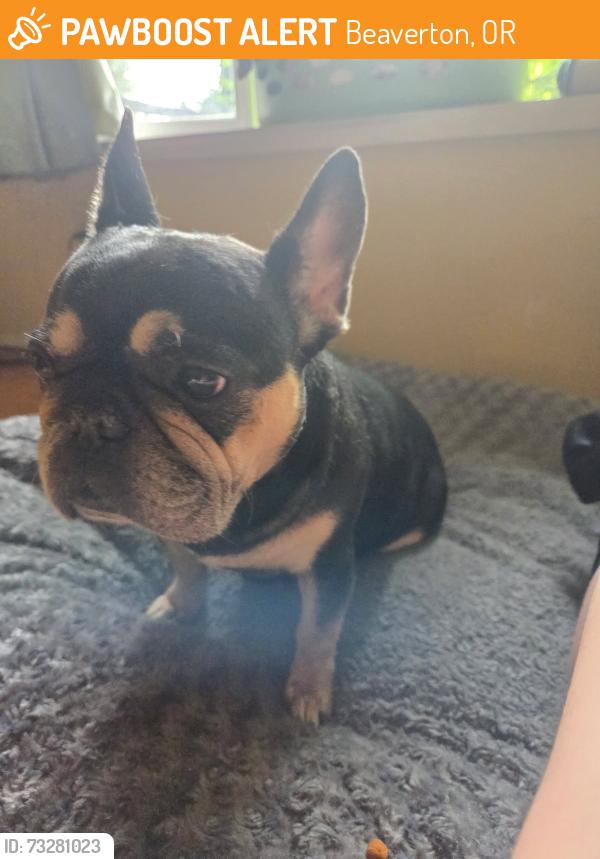 Found/Stray Female Dog last seen Oak hills neighborhood, Beaverton, OR 97006