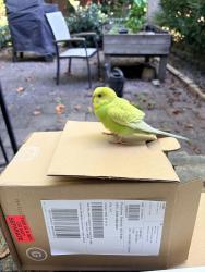 Found/Stray Unknown Bird last seen Greenkeepers Court, Reston, Virginia, Reston, VA 20191