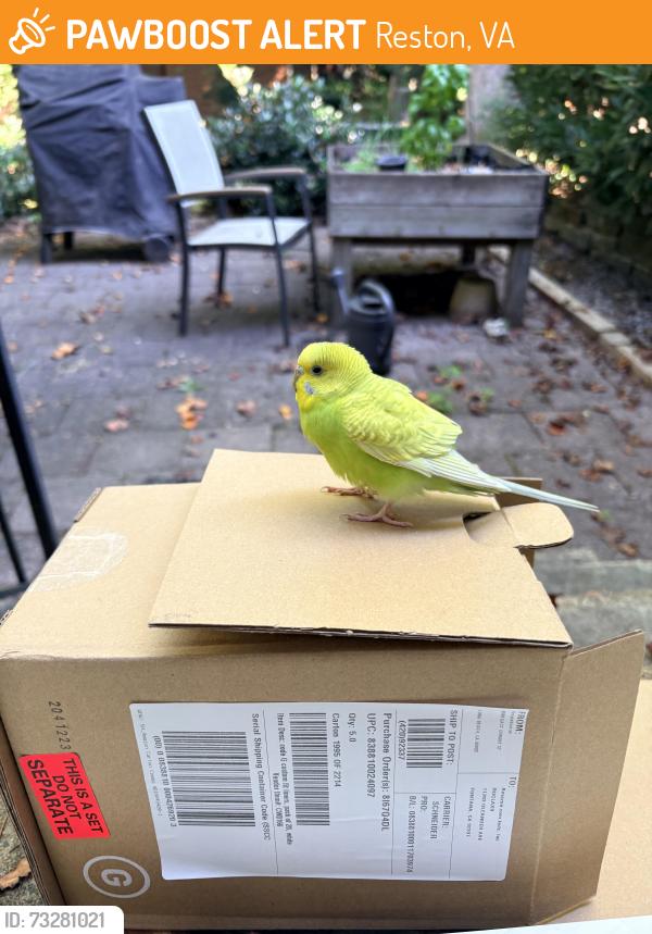 Found/Stray Unknown Bird last seen Greenkeepers Court, Reston, Virginia, Reston, VA 20191