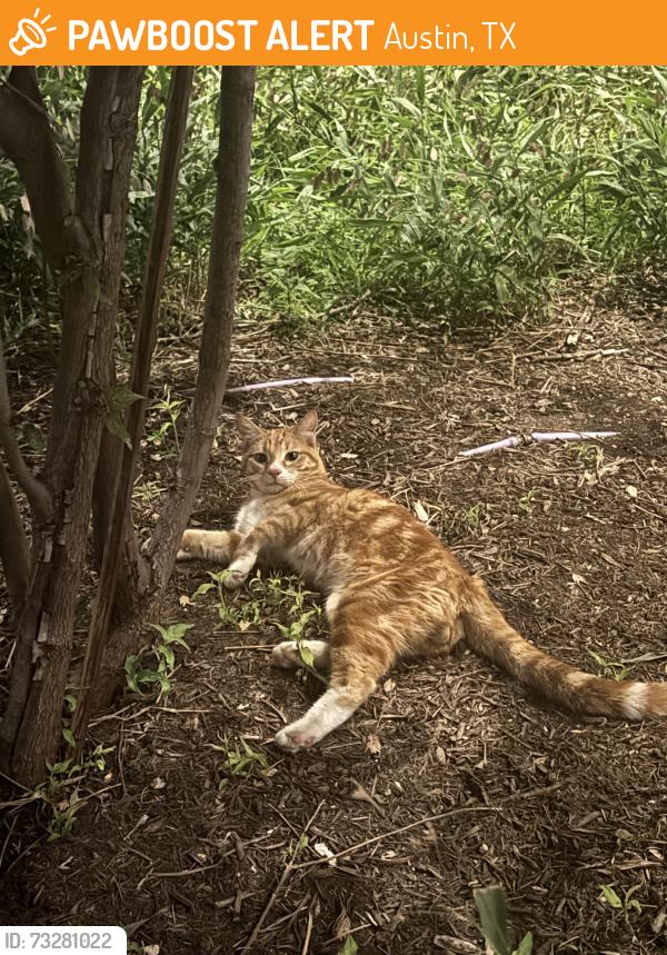 Found/Stray Male Cat last seen Near E 5th St. Suite 103, Austin, TX 78702, Austin, TX 78702