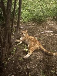 Found/Stray Male Cat last seen Near E 5th St. Suite 103, Austin, TX 78702, Austin, TX 78702