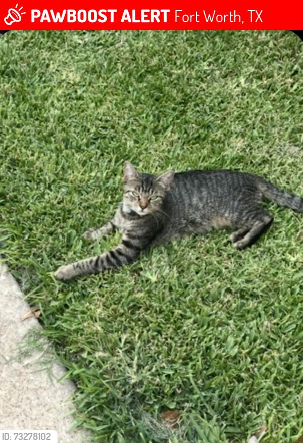 Lost Female Cat last seen Oakland Blvd, Fort Worth, TX 76103