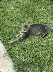 Lost Female Cat last seen Oakland Blvd, Fort Worth, TX 76103