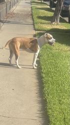 Found/Stray Female Dog last seen Hammel and McDonnell, Los Angeles, CA 90063
