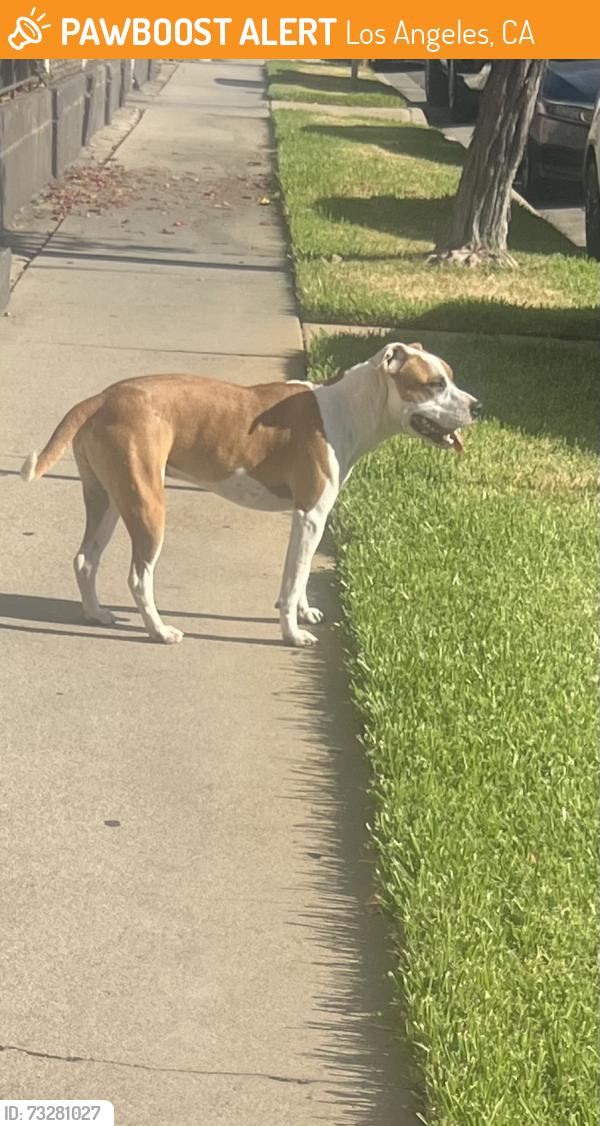 Found/Stray Female Dog last seen Hammel and McDonnell, Los Angeles, CA 90063