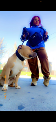 Lost Female Dog last seen Warwick, Baltimore, MD 21229
