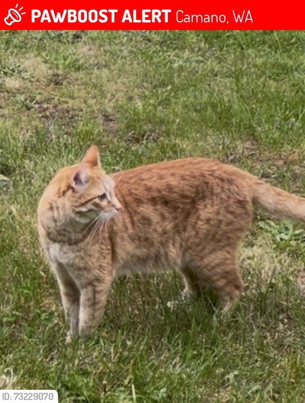 Lost Male Cat last seen Elger Bay and Crest Pl, Camano, WA 98282